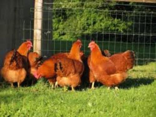 New Hampshire kippen, Dieren en Toebehoren, Pluimvee, Kip, Vrouwelijk