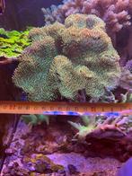 Verschillende koralen voor zoutwater aquarium, Dieren en Toebehoren, Ophalen, Gebruikt, Plant(en), Steen of Hout