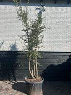 Meerstammige Kurkeik - Prachtige Blikvanger!, Tuin en Terras, Planten | Bomen, Bloeit niet, Overige soorten, 100 tot 250 cm, Ophalen