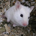 Witte goudhamster zoekt vaste thuis, Juli, Vrouwelijk, Hamster