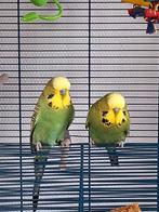 Parkieten, Dieren en Toebehoren, Vogels | Parkieten en Papegaaien, Mannelijk, Parkiet, Tam