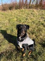 Smartie zoekt een gezellig huisje!, Reu, 1 tot 2 jaar, Eén hond, Middel