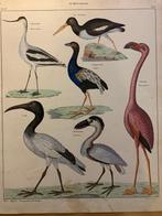 Antieke Lithografie vogels 1843 flamingo waadvogels (3892, Ophalen of Verzenden