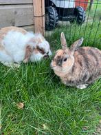 Lief konijnen koppel, Dieren en Toebehoren, Meerdere dieren, Middelgroot, Hangoor, 3 tot 5 jaar