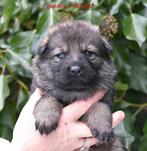 Duitse Herder pup teefjes uit super bloedlijn, Particulier, 8 tot 15 weken, Buitenland, Parvo