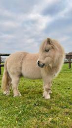 Gezocht: shetlander/kleine pony, Dieren en Toebehoren, Paarden en Pony's | Overige Paardenspullen, Ophalen