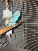 Blauwe grasparkiet gratis, Dieren en Toebehoren, Vrouwelijk, Parkiet