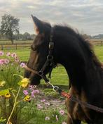 Luxe Fries hengstveulen met veel front, Dieren en Toebehoren, Paarden, Hengst, Niet van toepassing, Minder dan 160 cm, 0 tot 2 jaar