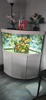 Juwel trigon 350, Dieren en Toebehoren, Vissen | Aquaria en Toebehoren, Ophalen, Zo goed als nieuw, Gevuld zoetwateraquarium