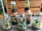 Gesloten ecosysteem/plantenterrarium, Ophalen