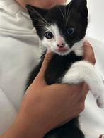 Lieve kittens te koop, Meerdere dieren
