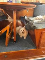 Lieve keeshond reu met gebruiksaanwijzing, Keeshond, Reu, Eén hond, 3 tot 5 jaar
