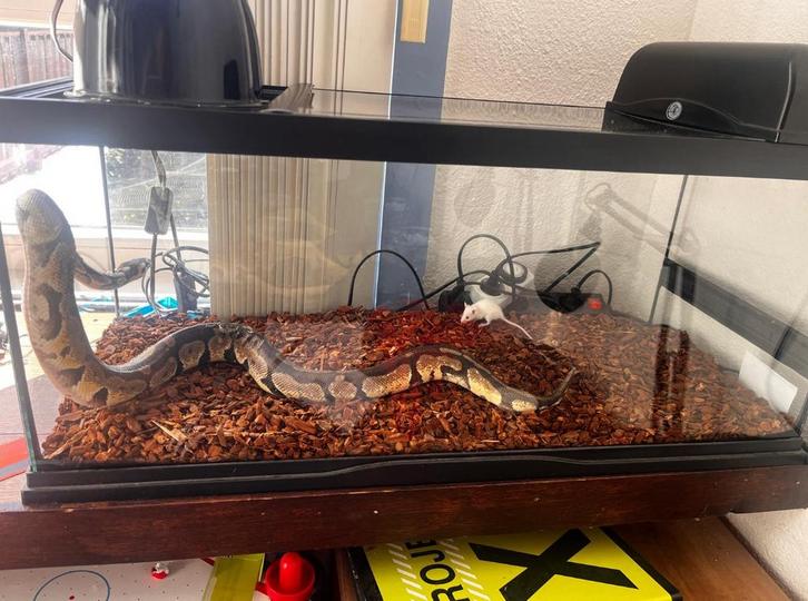 Mooie koningspython!, Dieren en Toebehoren, Reptielen en Amfibieën | Toebehoren, Zo goed als nieuw, Ophalen