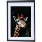 Giraffe Poster in Lijst - Zo Goed Als Nieuw, Ophalen of Verzenden, Zo goed als nieuw, Kunststof, Minder dan 50 cm
