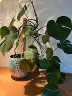 Grote Monstera met pot te koop, Groene kamerplant, Ophalen, Halfschaduw