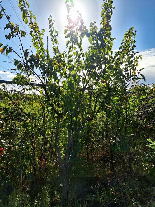 Abrikoos 'Bredase', Tuin en Terras, Planten | Fruitbomen, Lente, Ophalen