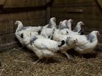 Sussex kippen [Columbia], Dieren en Toebehoren, Pluimvee, Vrouwelijk, Kip