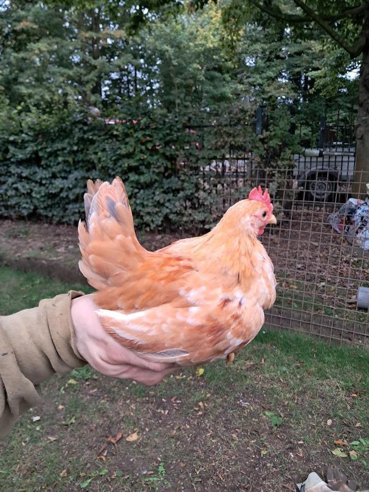 Serama haantje, Dieren en Toebehoren, Pluimvee, Kip, Mannelijk