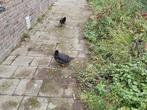 Te koop KIPPEN EN HANEN, Dieren en Toebehoren, Pluimvee, Meerdere dieren, Kip