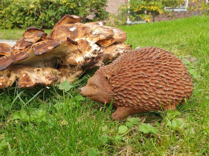 tuinbeeld egel , gietijzer, Tuin en Terras, Tuinbeelden, Nieuw, Dierenbeeld, Metaal, Ophalen of Verzenden