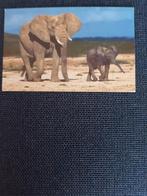 olifant met jong / kalf, Ophalen of Verzenden, Ongelopen, Wild dier