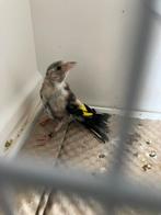 Parva Putter 2025 Witkeel, Dieren en Toebehoren, Vogels | Overige Vogels, Vrouwelijk, Wildzangvogel, Geringd