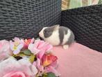 Mini dwergkonijntje voedstertje, Dieren en Toebehoren, Konijnen, Vrouwelijk, Dwerg, 0 tot 2 jaar