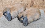 Nederlandse Hangoor Dwergen madagascar voedsters, Dieren en Toebehoren, Konijnen, Vrouwelijk, Groot, Hangoor, 0 tot 2 jaar