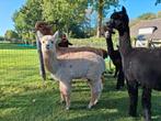 Alpaca hengstje, Mei, Mannelijk