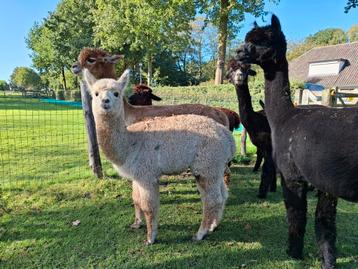 Alpaca hengstje  beschikbaar voor biedingen