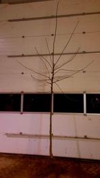 Prunus avium 'Kordia'🍒 kersenboom🍒, Tuin en Terras, Planten | Bomen, Ophalen, Volle zon, Overige soorten