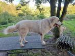 prachtige Pyreneese Berghond (mix)  reu 1 jaar herplaatser, Reu, 1 tot 2 jaar, Groot, Eén hond