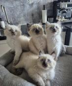 Kittens, Dieren en Toebehoren, Meerdere dieren, Ontwormd
