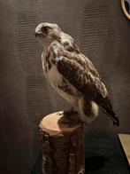 Mooie opgezette roofvogel te koop, Ophalen of Verzenden, Zo goed als nieuw, Vogel, Opgezet dier