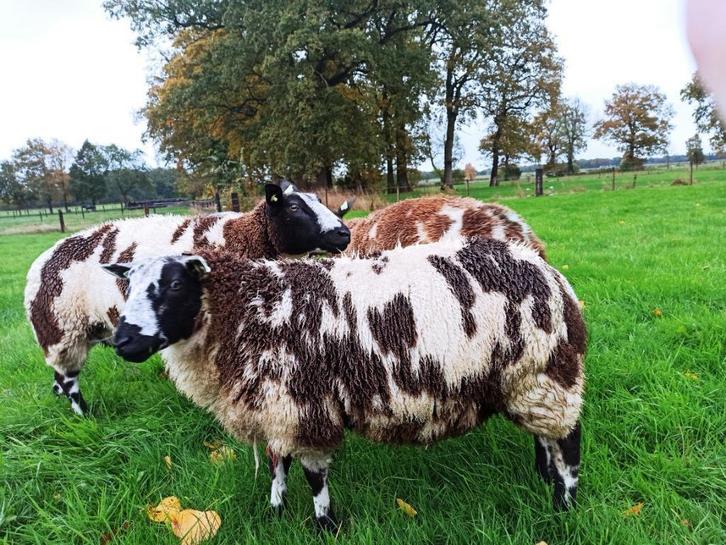 Baggerbonte ram, Dieren en Toebehoren, Schapen, Geiten en Varkens, Schaap, Mannelijk, 0 tot 2 jaar
