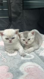Britse Korthaar Kittens, Dieren en Toebehoren, Katten en Kittens | Raskatten | Korthaar, Kater, Ontwormd, 0 tot 2 jaar