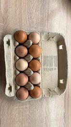 Scharreleieren te koop, Ophalen of Verzenden, Nieuw, Overige typen