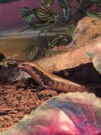 Vuurskink, Dieren en Toebehoren, 0 tot 2 jaar