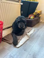 Pups Labradoodle/retriever Toller verwacht, 8 tot 15 weken, Parvo, Meerdere, Meerdere dieren