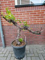 Vitis Vinifera, druivenboom op prachtige oude stam