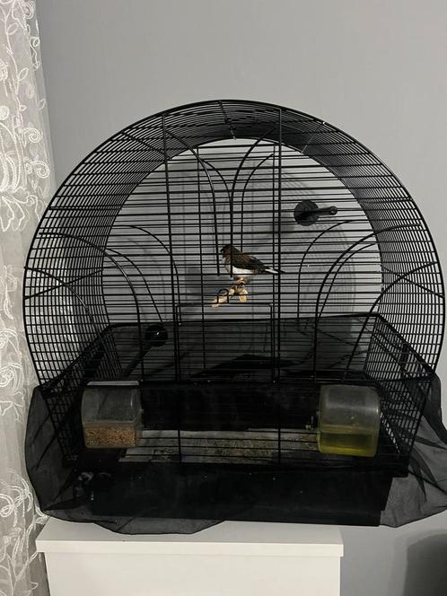 Japanse meeuw met kooi, Dieren en Toebehoren, Vogels | Hokken en Kooien, Zo goed als nieuw, Vogelkooi, Metaal, Ophalen of Verzenden