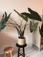 Olifantsoor zebrina 105 cm incl sierpot, Huis en Inrichting, Kamerplanten, Ophalen, 100 tot 150 cm, Overige soorten, Halfschaduw