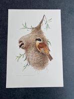 10 prenten  zangvogels19x27 cm  samen 20 euro oa wielewaal, Ophalen of Verzenden, Natuur en Biologie