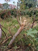 Vijgenboom en vijverplanten, Tuin en Terras, Volle zon, Minder dan 100 cm, Zomer, Overige soorten