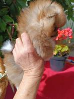 Pomeriaan / Dwergkees, Dieren en Toebehoren, Honden | Poolhonden, Keeshonden en Oertypen, Particulier, 8 tot 15 weken, Buitenland