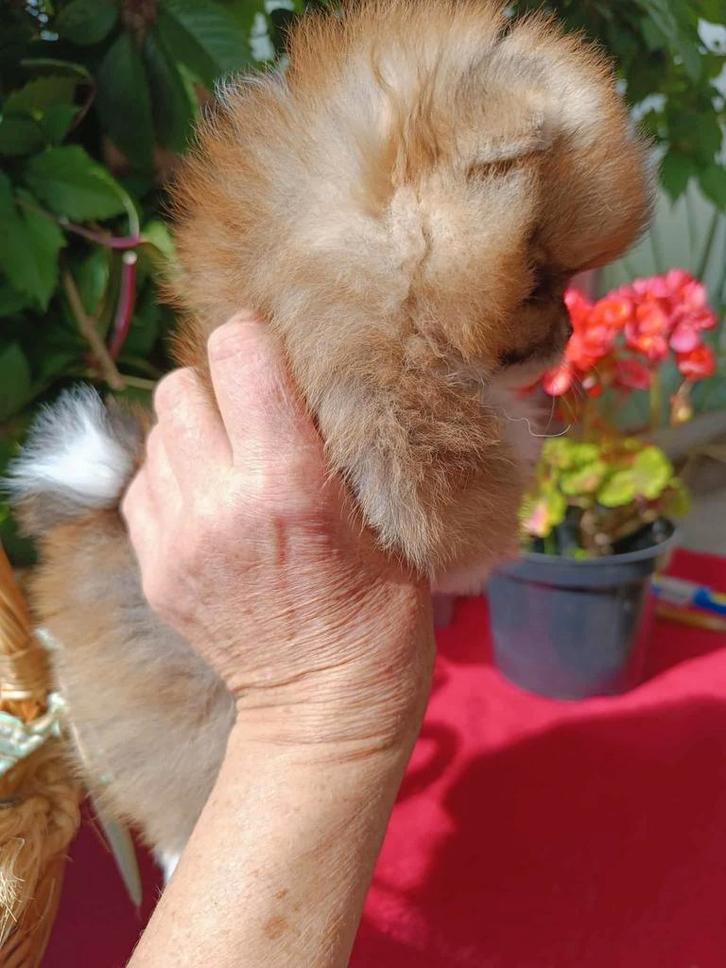 Pomeriaan / Dwergkees, Dieren en Toebehoren, Honden | Poolhonden, Keeshonden en Oertypen, Teef, Keeshond, Particulier, Eén hond