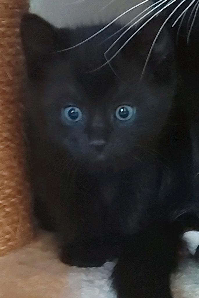 Kittens katertje, Dieren en Toebehoren, Kattenbakken, Ophalen