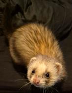 Fret Fretten Ram, Dieren en Toebehoren, Juni, Mannelijk