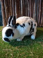 Rex dwerg voedster oud, Dieren en Toebehoren, Konijnen, Vrouwelijk, Dwerg, 3 tot 5 jaar