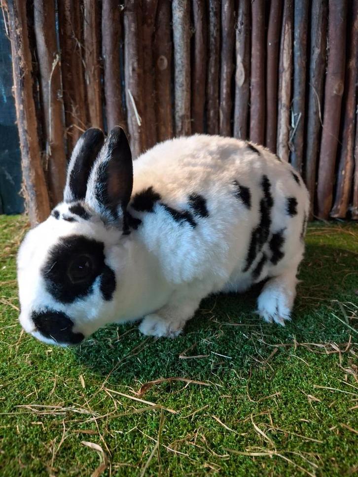 Rex dwerg voedster oud, Dieren en Toebehoren, Konijnen, Dwerg, Vrouwelijk, 3 tot 5 jaar